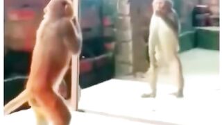 Monkey style with mirror