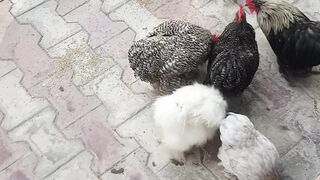 Fancy hen