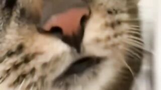Cute Funny Curious Cats