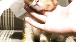 Shiekh Adbdul Meow Have 3 Wife