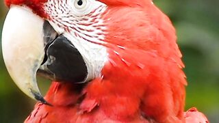 Red Parrots | Parrots | music