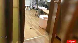 Babycats|cute and funny cat Video|best cat videos