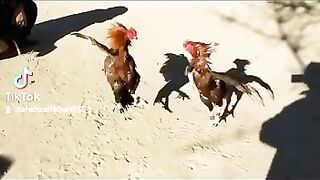 Mianwali aseel