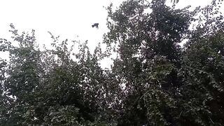 A plum tree video