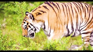 Tiger Short Video ❣️