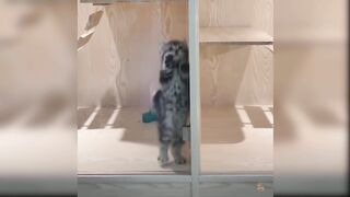 baby cats cute moment
