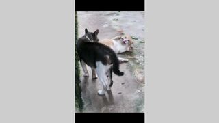 funny animals tiktok