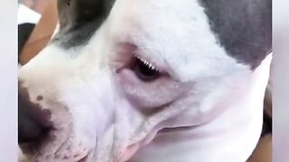 Funny animals p2
