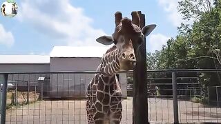 some familiar animals