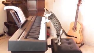 Funny cats life 2