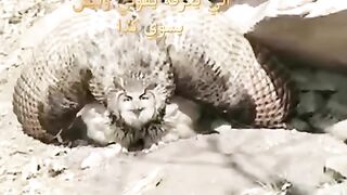 Funny birds|funny vedios