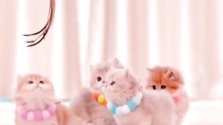Cute cats ????????????