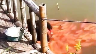 This reminds of this swan just feeding a bunch of fish ????