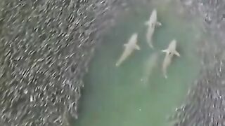 Fish - Watch out...