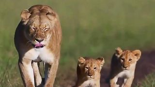 A graceful Lioness and her two cubs walking together in unison. ????