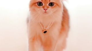 Cute cats ????????????