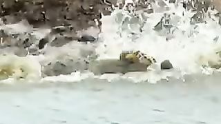 Animal world
