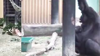 This Gorilla mom is dealing with her eldest son's jealousy of the baby, and she is DONE with his shit.