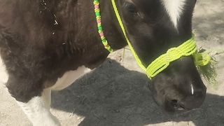 little cow make me wonder to catch.