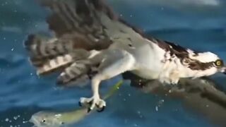Animali