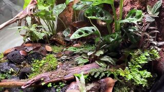 How to build a Paludarium (Vivarium)