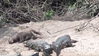 A massive river otter casually rolling around in the sand in front of a bunch of caimans.