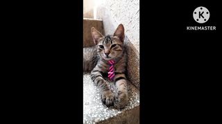 Mr cat animal cute foryou febspot