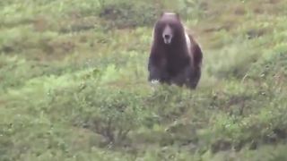 Grizzly bear running hundreds of feet in seconds
