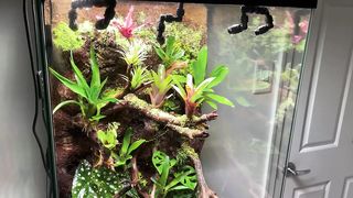 Adding NEW Animals || Paludarium UPDATE