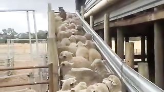 Dog clears sheep traffic jam