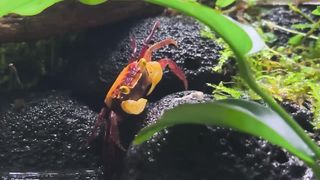 Adding VAMPIRE CRABS to my tank || Paludarium Update
