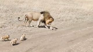 Lion dad tries to ditch his cubs
