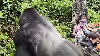Close encounter with a Silverback gorilla! Would you stay this calm? ????