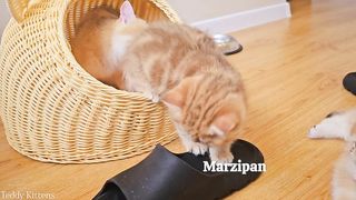 How Marzipan's battery runs out -???????? Funny kittens
