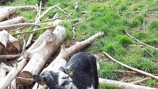 The cute goat