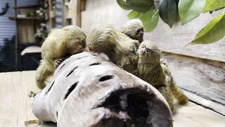 ????✨ Baby pygmy marmoset twins are the size of your thumb ????????
