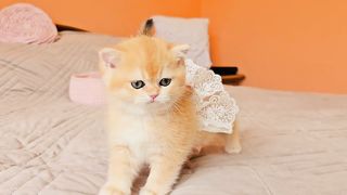 Kitty Mochi works out the model's cat walk ????