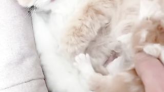 My cat