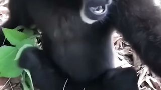 Pets funny new
