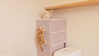 Marzipan and Vanilla will always find time to bite each other ???? Funny British Shorthair kittens