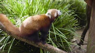 Weighing the world's cutest animal - Red Panda.