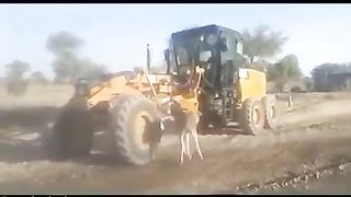 شاهد الحمار يموت????????