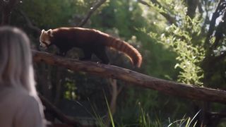 Red Panda look like plush toys