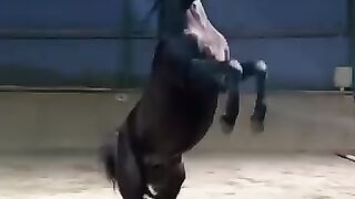 The most expensive Arabian horse