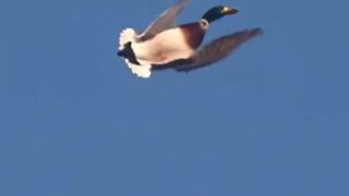 Papera ????