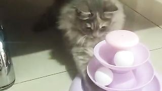 Cat playing