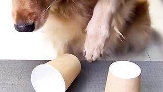 #funny#dog#pet#dogfunnyvideo