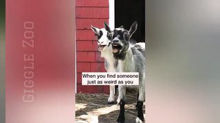 Laugh  Until You Cry with the Funniest Animal Moments