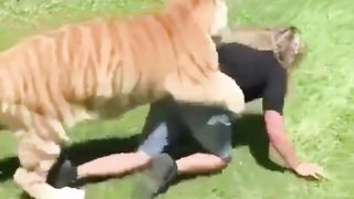Tiger love girls and play