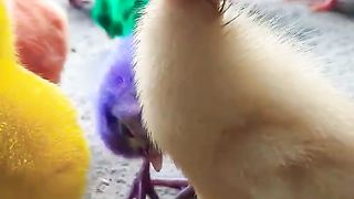 World Cute Chickens, Colorful Chickens, Rainbows Chickens, Cute Ducks, Cat, Rabbits, Cute Animals